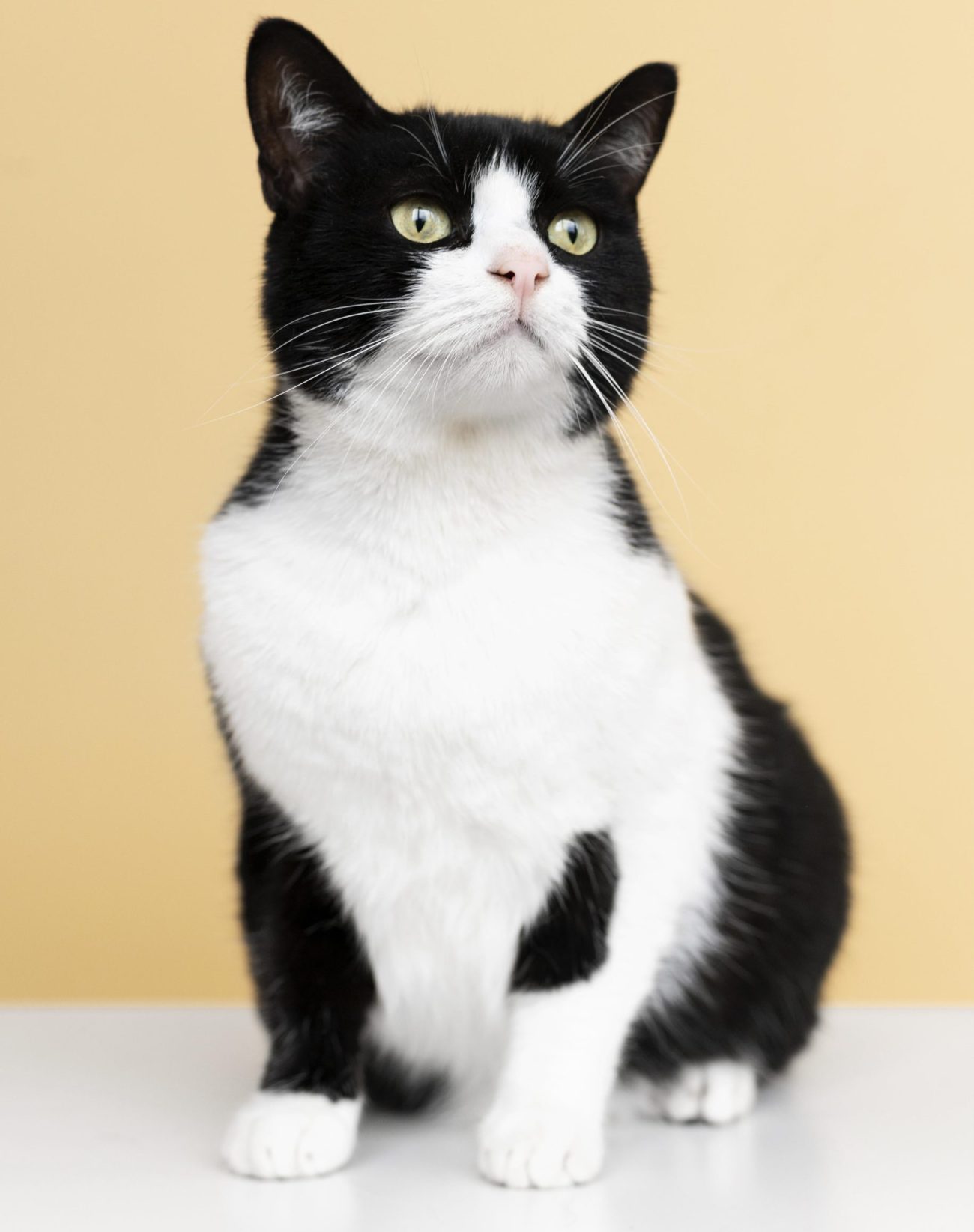 adorable-white-black-kitty-with-monochrome-wall-her
