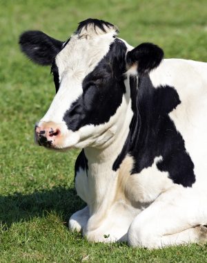 Black and white cow lying down on the grass