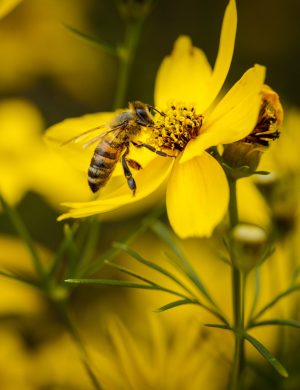 A closeup shot of a bee pollinating a yellow flower