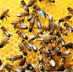 A closeup shot of a group of bees creating a honeybee full of delicious honey