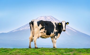 Cows standing on the green field in front of Fuji mountain, Japan.