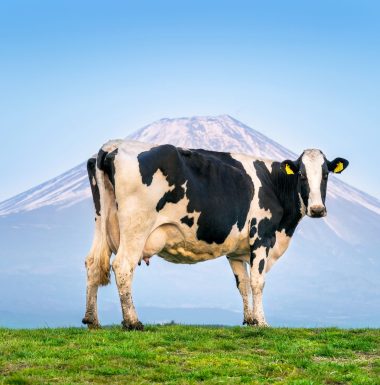 Cows standing on the green field in front of Fuji mountain, Japan.