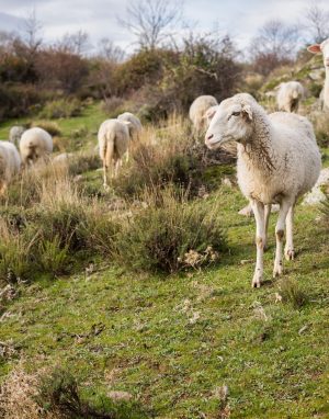 An eye-level shot of a flock of white and black sheep in a field