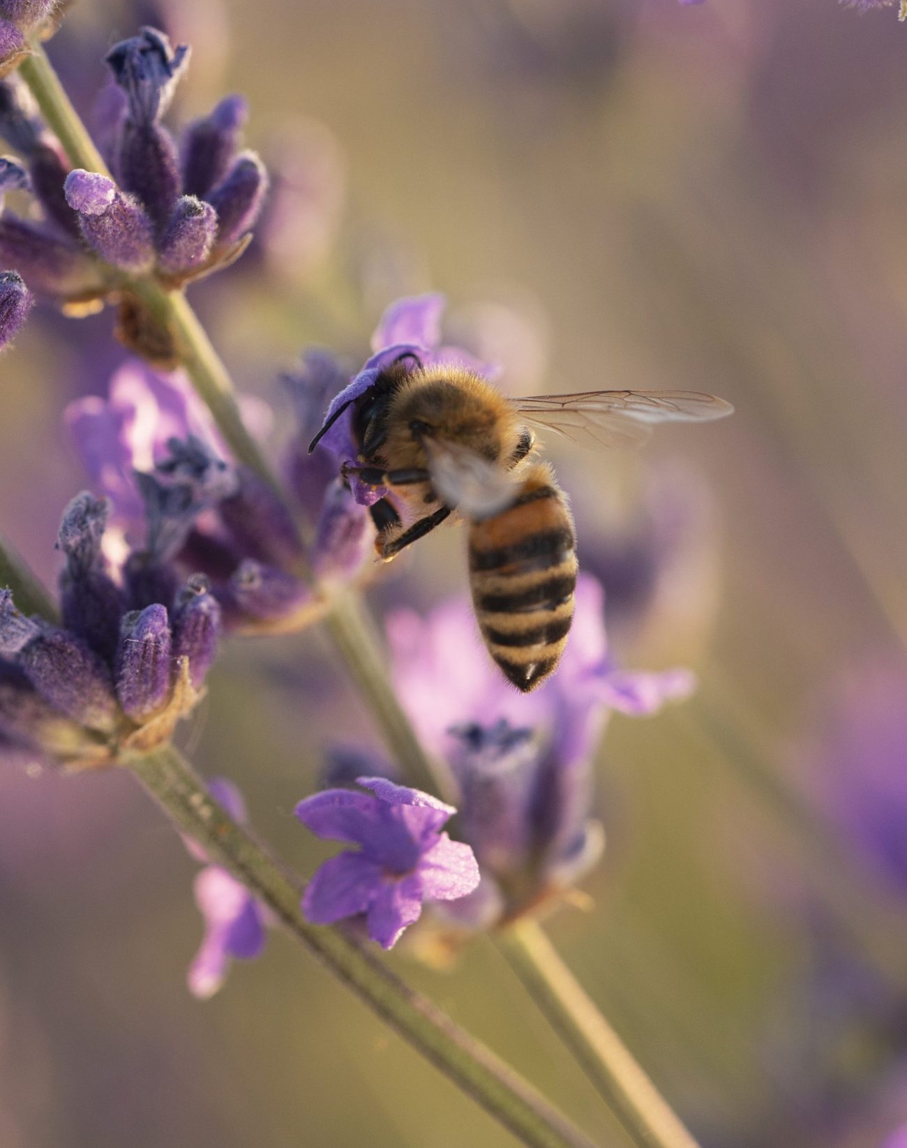 high-angle-bee-lavender-plant