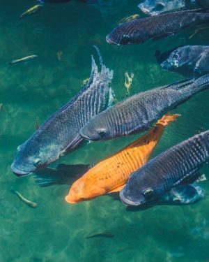 Natural background. Lake with colorful fish