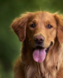 A selective focus shot of an adorable golden retriever outdoors