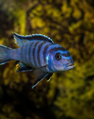 A selective shot of the aquarium blue with black patterns Cichlidae fish