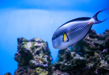 tropical-underwater-sea-aquarium-fish