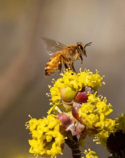 A vertical shot of a bee on white blooming flowers in nature