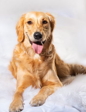 A vertical shot of a cute dog sitting on a fluffy white fabric with a white background